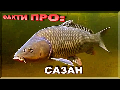 Видео: САЗАН | ЦІКАВІ ФАКТИ ПРО: САЗАНА! Де живе і як ловити сазана?