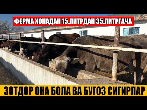 Видео: ФЕРМАХОНАДАН  ЗОТТОР  ОНА  БОЛА  ВА  БУГОЗ  СИГРЛАР