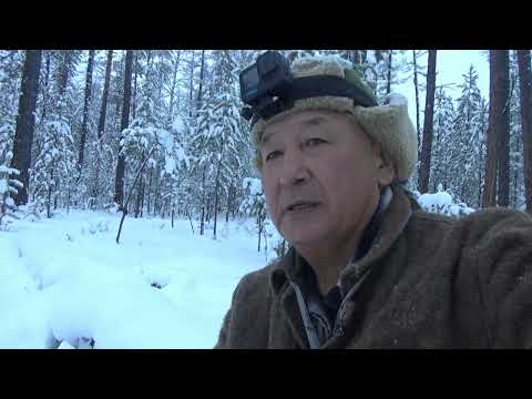 Видео: Охота на соболя. Якутия. 2024 год.