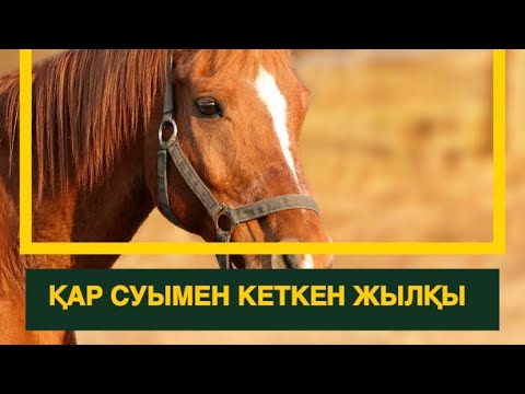 Видео: ҚАР СУЫМЕН КЕТКЕН ЖЫЛҚЫ(аудиокітап)