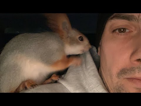 Видео: Белка Чип с каждым днем все умней и умней😎 #youtube #squirrel