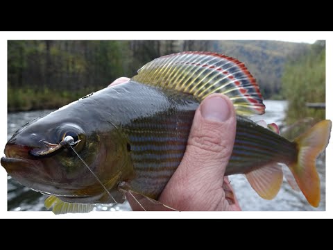 Видео: Осенняя Рыбалка на Хариуса. Ловля Хариуса. Рыбалка в тайге.