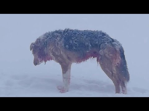 Видео: ҚАСҚЫР осы үшін Итті ЖЕК КӨРЕДІ