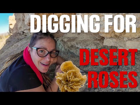 Видео: Ищем кристаллы пустынной розы Сент-Дэвид в Аризоне! Узнайте местоположение этого места раскопок.