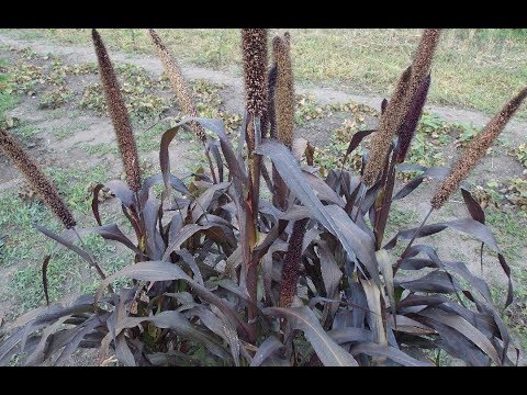 Видео: ДИВНЫЕ ПЕННИСЕТУМЫ. СЕЛЕКЦИОНЕРЫ ПОРАДОВАЛИ!!!