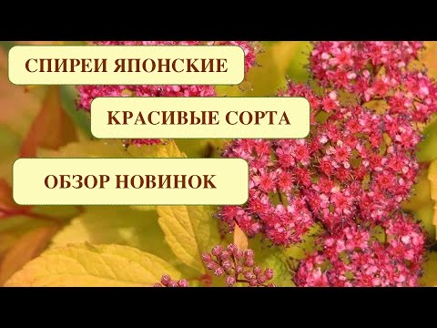 Видео: СПИРЕИ ЯПОНСКИЕ. КРАСИВЫЕ СОРТА И НОВИНКИ.