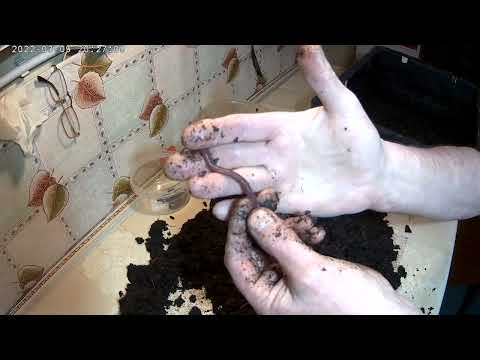 Видео: Селекция червя с избранными внешними признаками. Selection of a worm with certain external features.