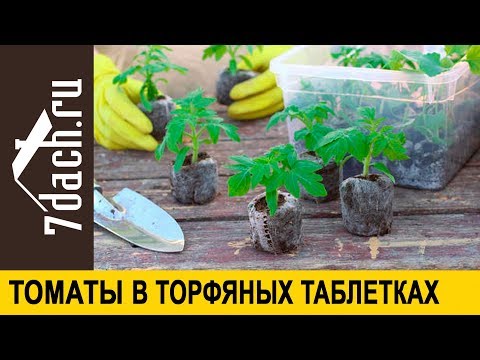 Видео: 🍅 Как посадить томаты в торфяные таблетки: секреты Виталия Декабрёва - 7 дач