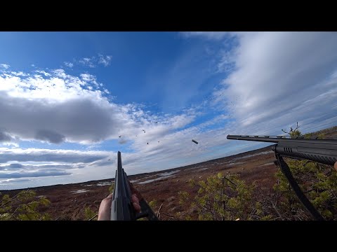 Видео: ОХОТА НА ГУСЯ 2023