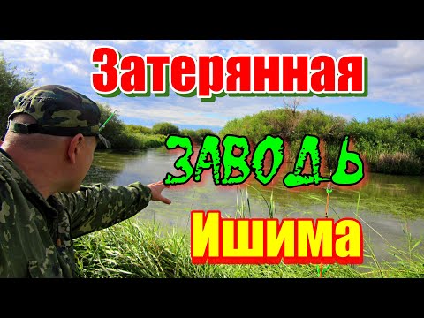 Видео: ЗАТЕРЯННАЯ ЗАВОДЬ ИШИМА!!! Река Ишим 2023. #рыбалка #казахстан #река #ишим #спиннинг