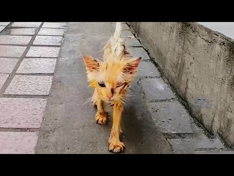 Видео: Худой котёнок пошатнулся ко мне, я не мог просто уйти...