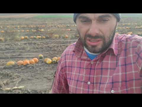Видео: Згортання гарбуза🎃 останній ривок😁