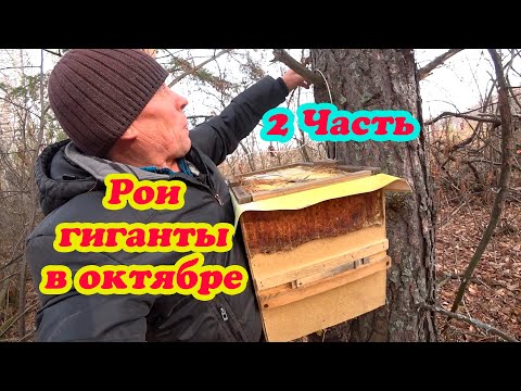 Видео: СНИМАЮ ЛОВУШКИ ДЛЯ РОЁВ В ОКТЯБРЕ И ЕЛЕ ИХ ПОДНИМАЮ, ВСЁ ЗАЛИЛИ МЁДОМ, ТАКОГО НЕ ПОМНЮ. 2 Часть.
