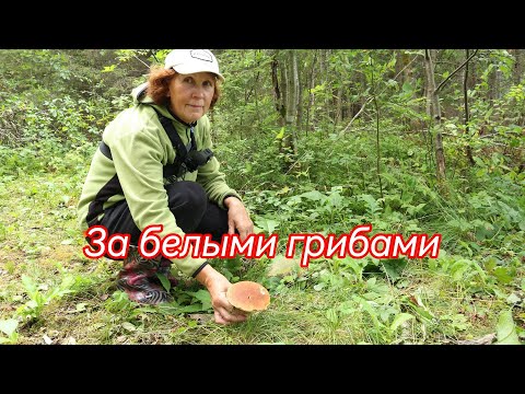 Видео: Пошли в лес за белыми грибами. Наслаждаюсь природой и запахами леса.