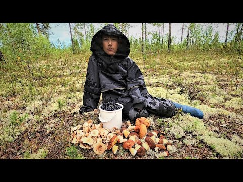 Видео: БЕЛЫЕ ГРИБЫ ЕСТЬ, НЕ МНОГО, НО НАМ ХВАТИЛО, ЕЩЁ БЫЛИ ГРУЗДИ И ЧЕРНИКА, ВКУСНЕЙШАЯ ЯГОДА ЯМАЛА!