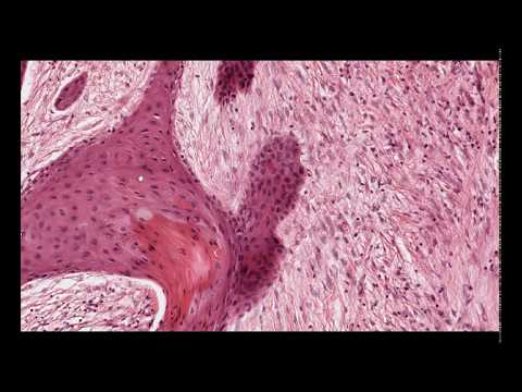 Видео: МИКРОПРЕПАРАТЫ ЧАСТЬ 3