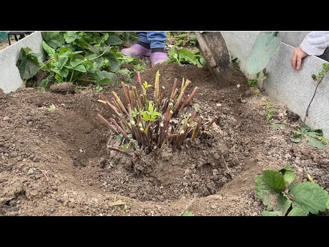Видео: ДЕЛЕНИЕ И ПЕРЕСАДКА ПИОНА ОСЕНЬЮ