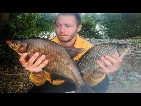 Видео: Крупный карась и лещ на фидер. Рыбалка, на реке Десна осенью.