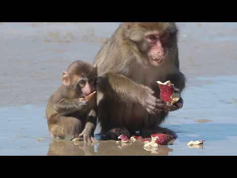 Видео: "Следующее Поколение" Японских Макак Моющих Картофель! Смотрите как Решительный Детеныш Пытается Мыт
