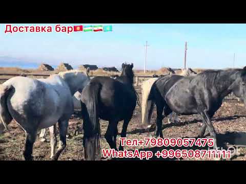 Видео: Абакандан кулундар Сатылат 🇰🇬🇺🇿🇰🇿🇮🇷🇷🇺