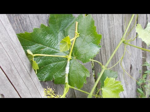 Видео: № 232 Какво е Полярност! Как да си присадим лоза на зелено? Grafting a vine. Прививки винограда.