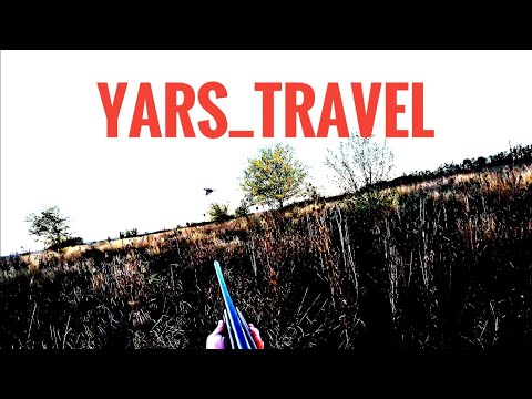 Видео: Фазаны окружили со всех сторон 😱Охота на Кубани на фазана🏹🦃