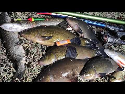 Видео: КРУПНЫЙ ЛИНЬ НА УДОЧКУ, ЩУКА НА ЖИВЦА - рыбалка на поплавок