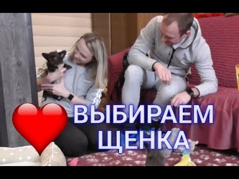 Видео: Выбор щенка чихуахуа*** Как купить ЩЕНКА в питомнике
