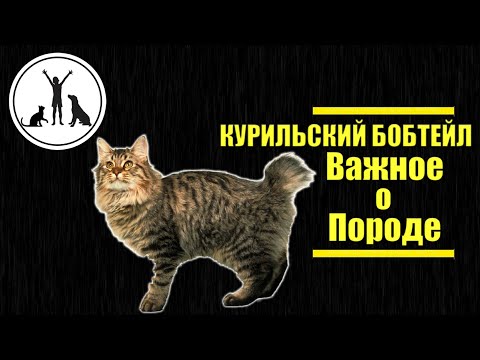 Видео: КУРИЛЬСКИЙ БОБТЕЙЛ | ВАЖНОЕ О ПОРОДЕ