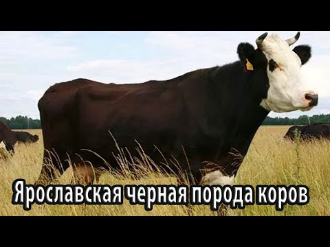 Видео: Ярославская черная порода коров