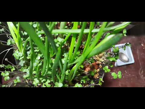 Видео: Микрозелень....! Нетипичное выращивание! Часть 6. 64 серия.