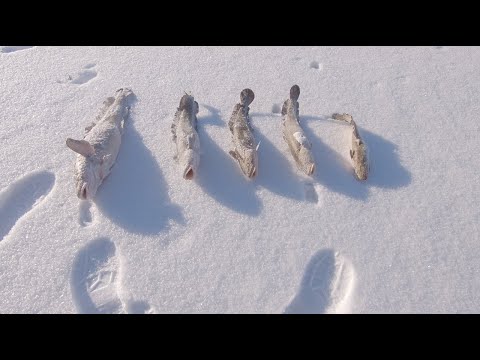 Видео: НА НУРЕ С НОЧЕВОЙ В ПАЛАТКЕ | ЛОВИМ НА ЖЕРЛИЦЫ НАЛИМА.