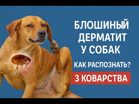 Видео: Блошиный дерматит собак и как его распознать | Три коварства блошиного дерматита. Вы о них знаете?