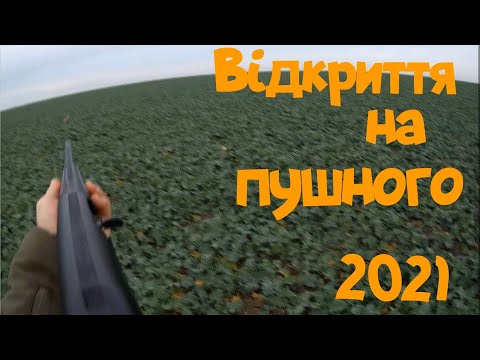 Видео: Полювання на зайця 2021. Відкриття.
