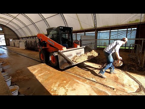 Видео: Очистка загонов для телят и проверка покровных культур