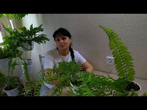 Видео: #Мои_комнатные_растения_2021 // Спасаем папоротники  // Мои ошибки в уходе