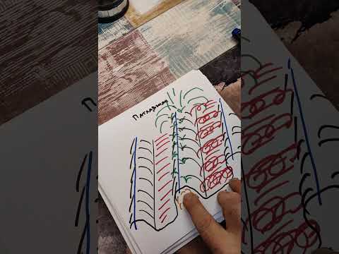 Видео: Патладжан - засаждане на лехи с разсад.