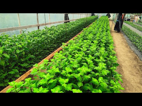 Видео: Хризантема 2024 год. Обзор теплицы на 30 мая.