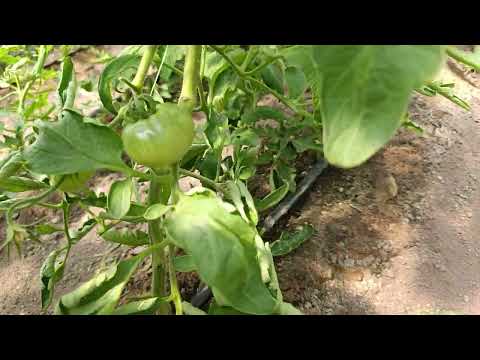 Видео: Почерняват растенията и плодовете на доматите- ЗАЩО може би се случва това