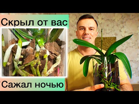 Видео: Посадил ТАК и КОРНИ ПОПЕРЛИ! Работа над ОШИБКАМИ при ПОСАДКЕ ОРХИДЕЙ! Пересадил заново…