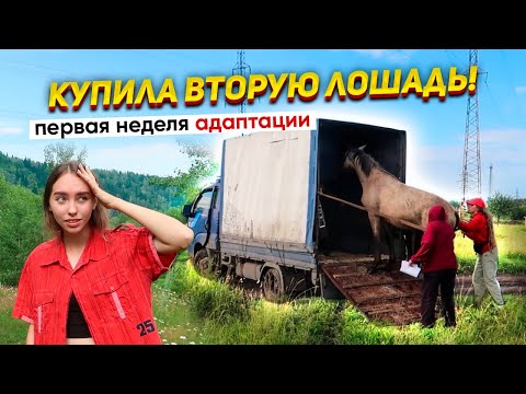Видео: Покупка ВТОРОЙ ЛОШАДИ! VLOG День приезда и Адаптация