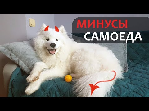 Видео: ТОП - 5 минусов САМОЕДА | Всем, кто хочет БЕЛОЕ ОБЛАКО