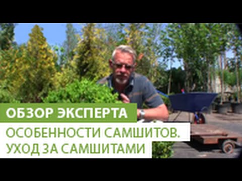 Видео: Особенности самшитов.Уход за самшитами.Как правильно садить и выращивать самшит