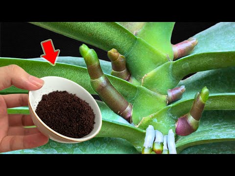 Видео: Просто кофе! Даже самая слабая орхидея пускает корни и цветет суперцветком!