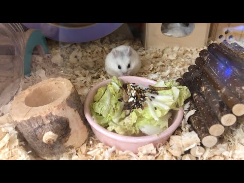 Видео: Наш вечер