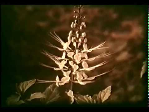 Видео: Возделывание лекарственных растений © Cultivation of medicinal plants