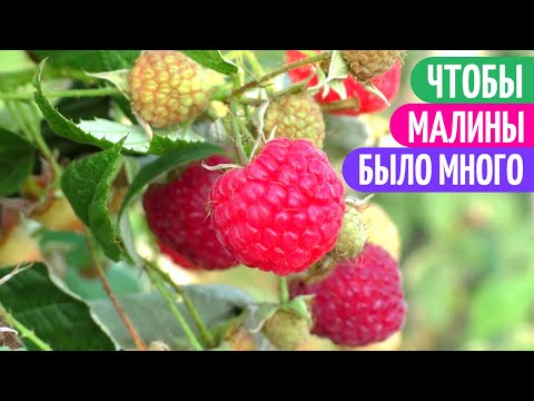 Видео: Сделав ЭТО, Получила Шикарный УРОЖАЙ МАЛИНЫ. Фрукты-ягоды