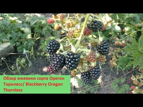 Видео: Обзор ежевики сорта Торнлесс Эвергрин/ Орегон Торнлесс/ Blackberry Evergreen Thornless
