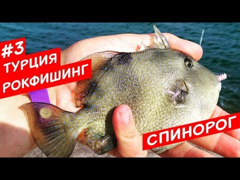 Видео: Спинорог!!! И ещё куча всего непонятного... Рокфишинг! ДропШот рулит! Турция #3