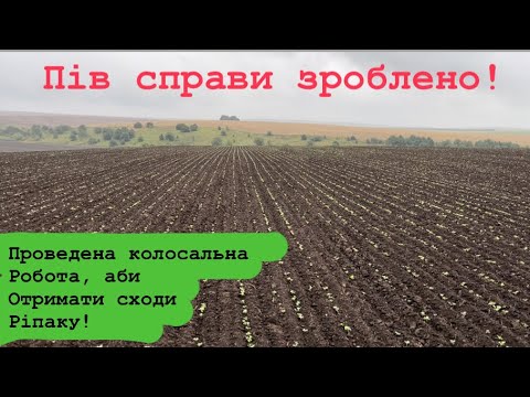 Видео: Вирощування ріпаку без плуга. Два види обробітку ґрунту.